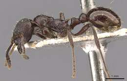 Image of Myrmica pachei Forel 1906