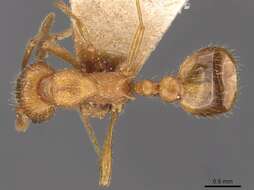 Image of Myrmica tenuispina Ruzsky 1905