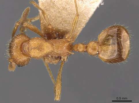 Image of Myrmica tenuispina Ruzsky 1905