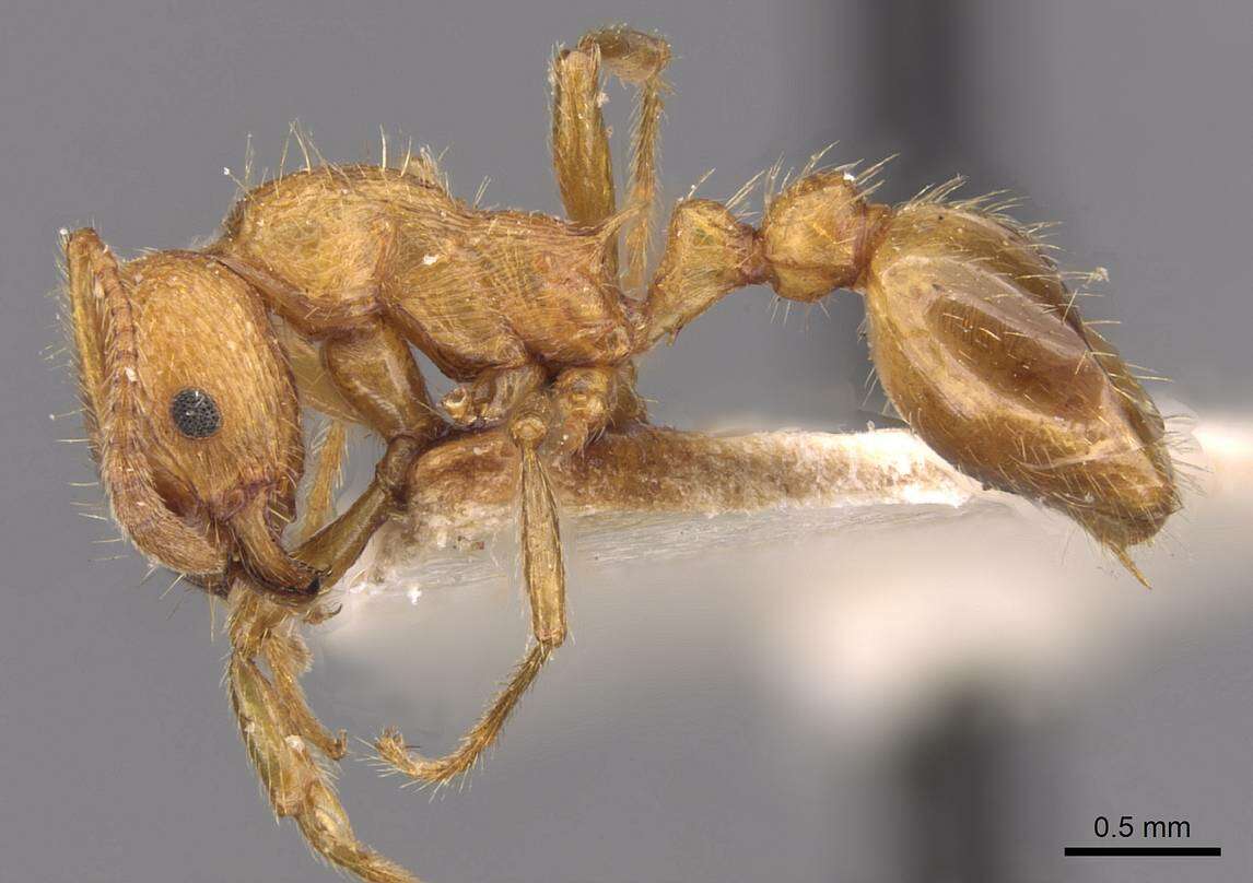 Image of Myrmica tenuispina Ruzsky 1905