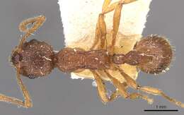 Image de Myrmica kotokui Forel 1911