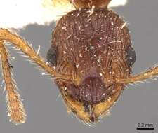 Image de Myrmica kotokui Forel 1911