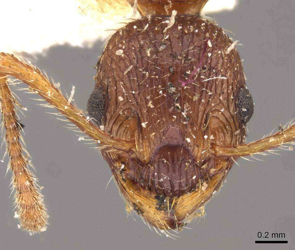 Image de Myrmica kotokui Forel 1911