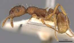 Image de Myrmica kotokui Forel 1911