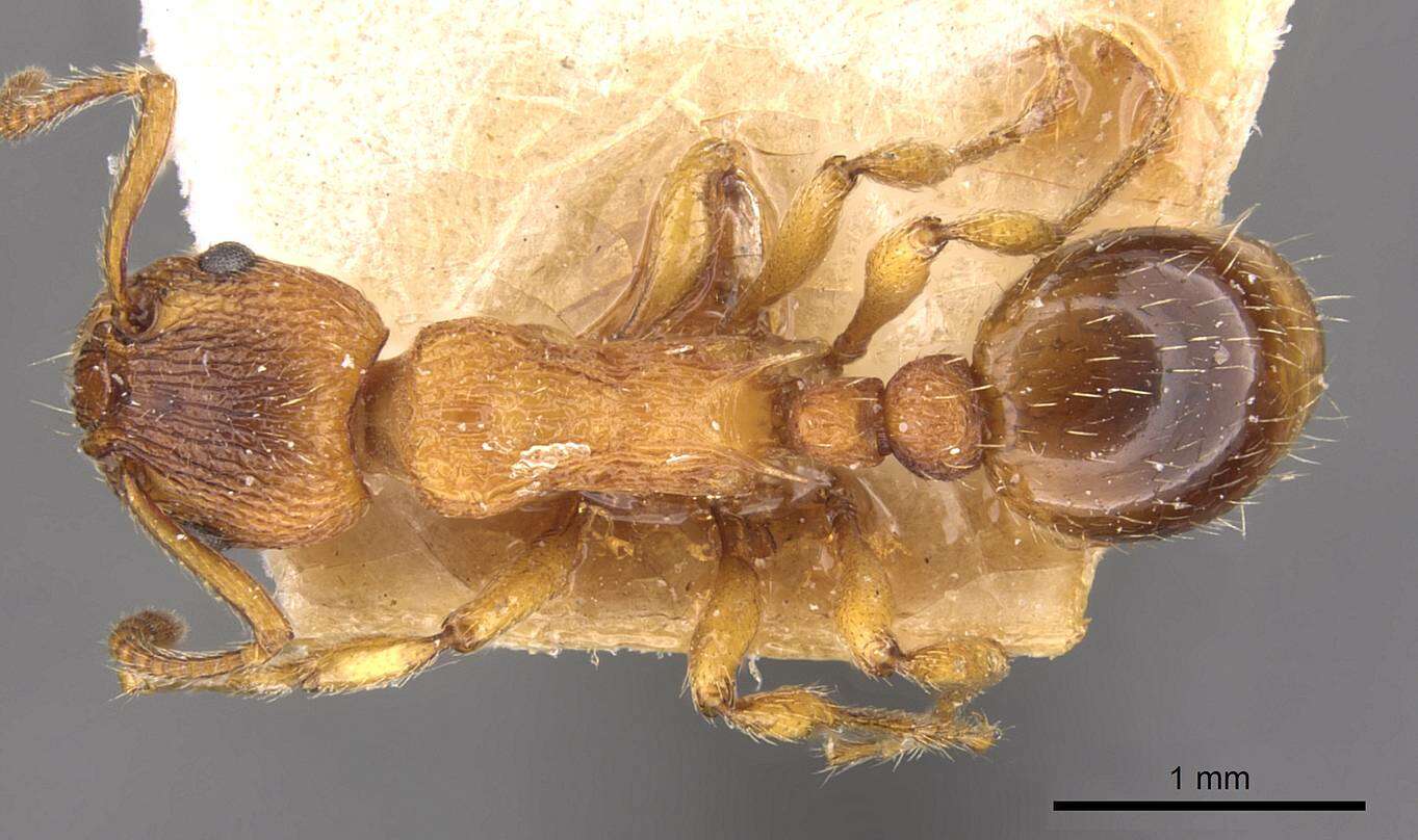 Image of Myrmica aloba Forel 1909