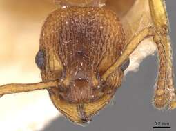 Image of Myrmica aloba Forel 1909