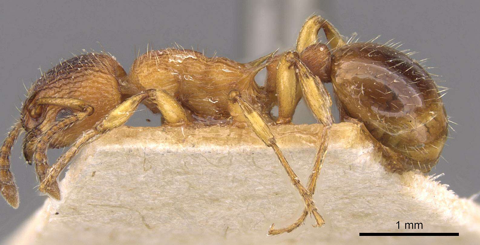 Image of Myrmica aloba Forel 1909