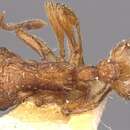 Image of Myrmica hellenica Finzi 1926