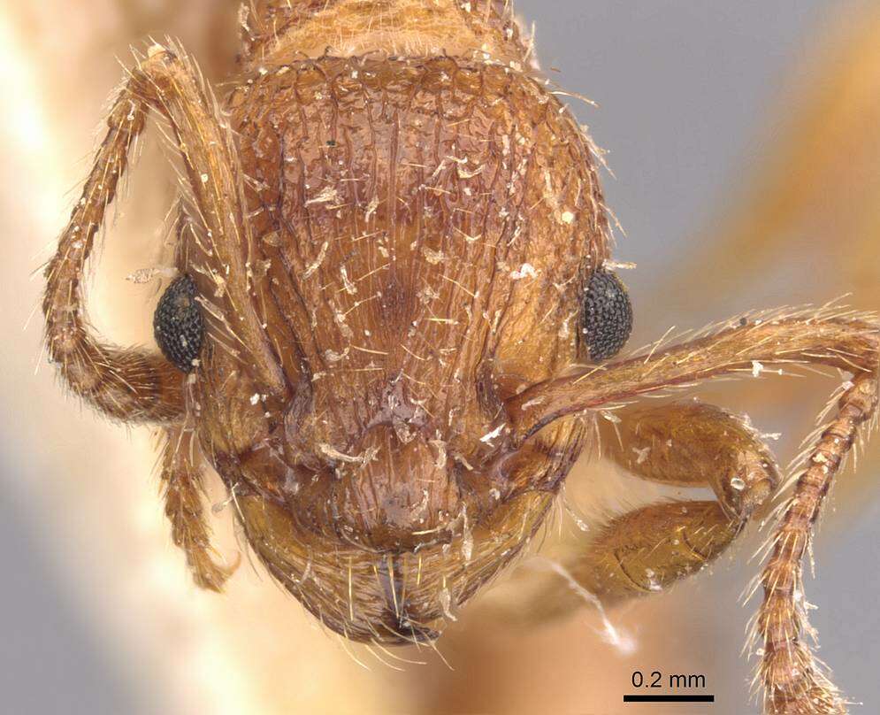 Imagem de Myrmica hellenica Finzi 1926