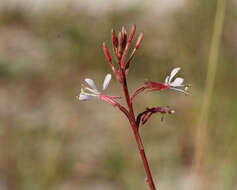 Imagem de Oenothera simulans (Small) W. L. Wagner & Hoch