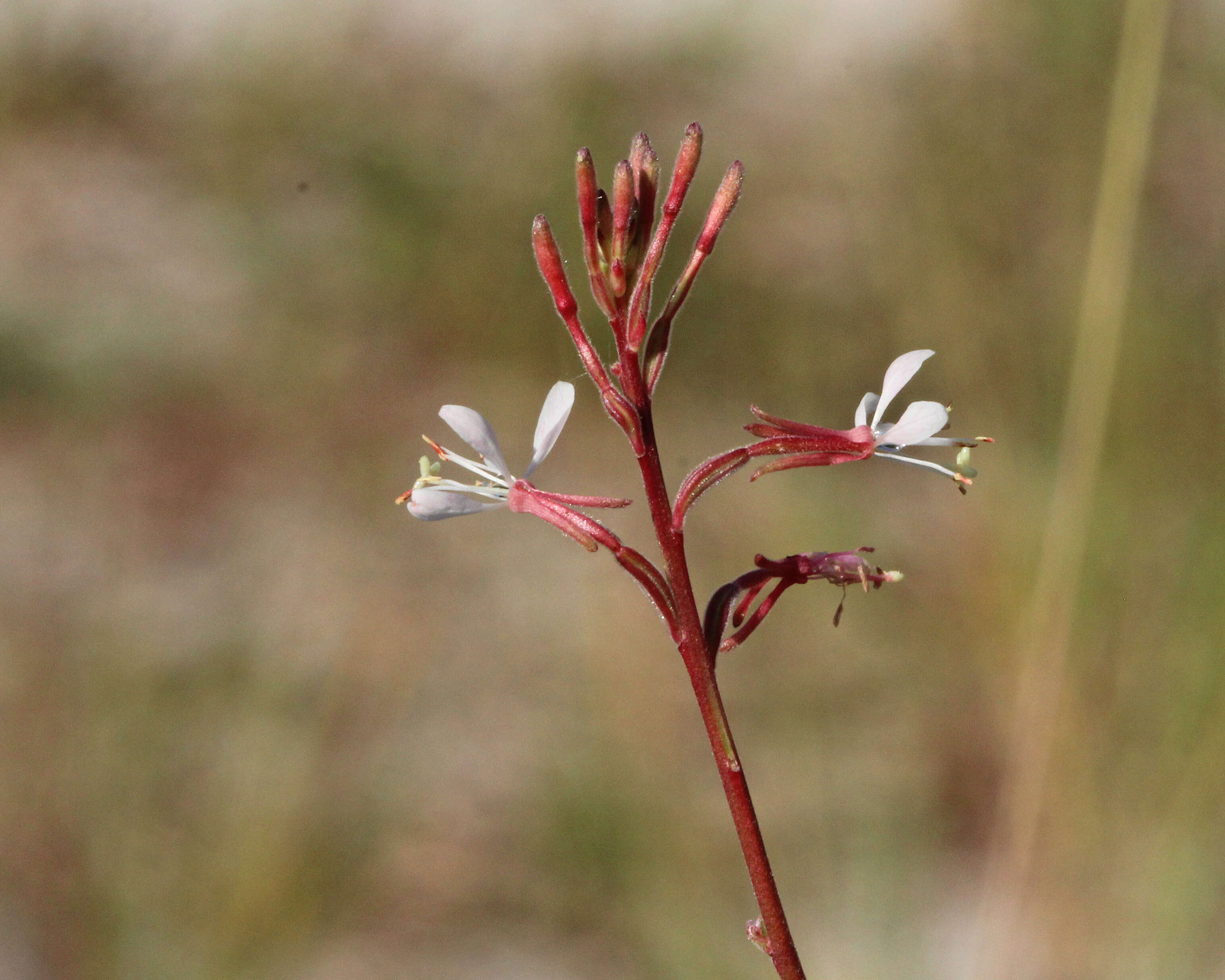 Imagem de Oenothera simulans (Small) W. L. Wagner & Hoch