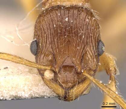 Image of <i>Myrmica fortior</i>