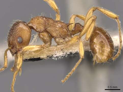 Image of <i>Myrmica fortior</i>