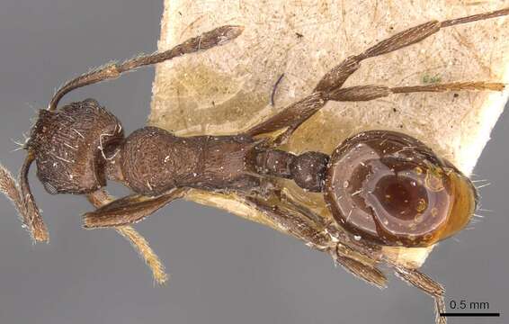 Image of <i>Myrmica cachmiriensis</i>