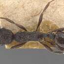 Image of <i>Myrmica foreliana</i>