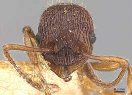 Image of Myrmica sulcinodis Nylander 1846