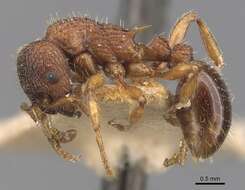 Image of Myrmica sulcinodis Nylander 1846