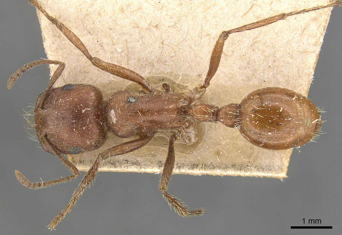 Image of Harvester Ants