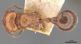 صورة Pogonomyrmex tenuispinus Forel 1914