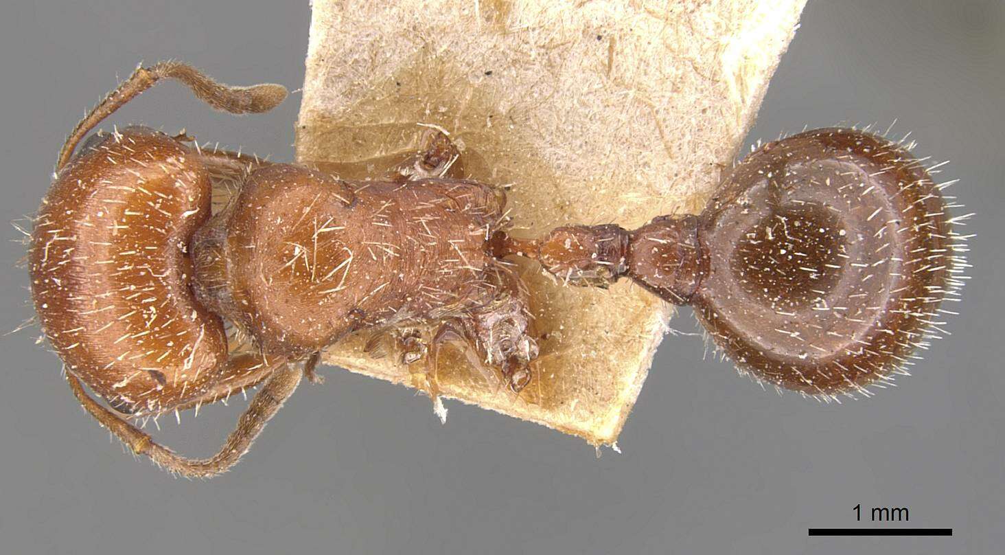 صورة Pogonomyrmex tenuispinus Forel 1914