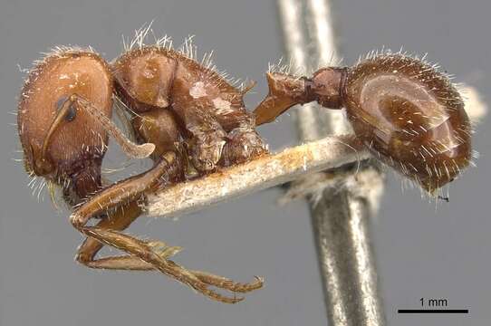 Image of Harvester Ants