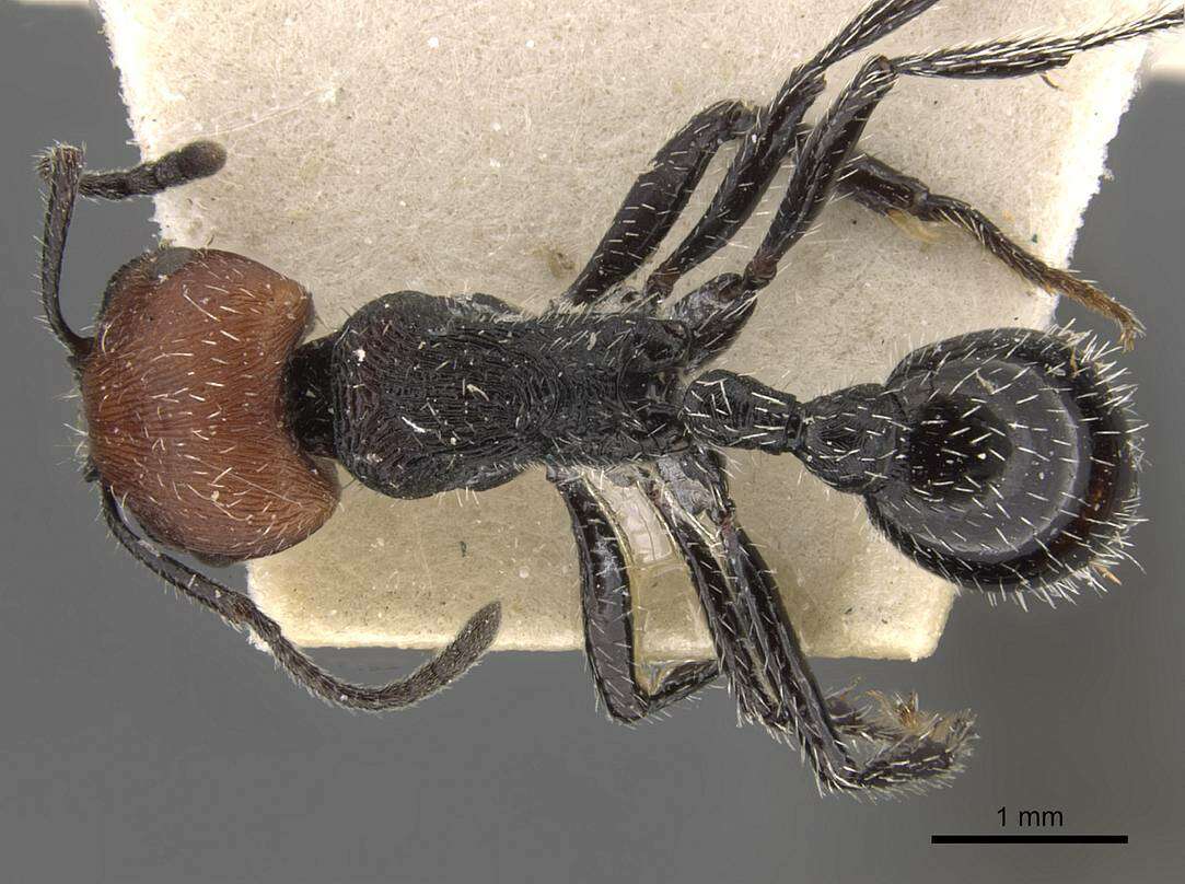 Image of Pogonomyrmex vermiculatus Emery 1906