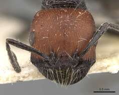 Image of Pogonomyrmex vermiculatus Emery 1906