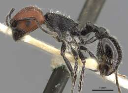 Image of Pogonomyrmex vermiculatus Emery 1906