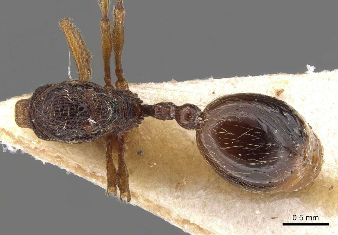 Image of Stenamma msilanum