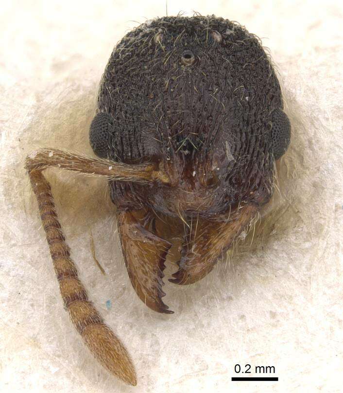 Image of Stenamma msilanum