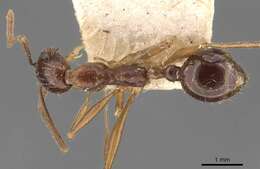 Aphaenogaster cristata (Forel 1902)的圖片