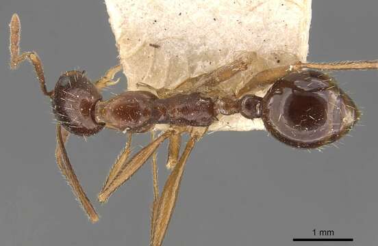 Imagem de Aphaenogaster cristata (Forel 1902)