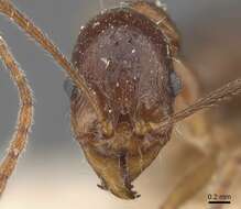 Aphaenogaster cristata (Forel 1902)的圖片