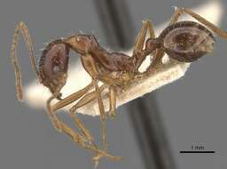 Aphaenogaster cristata (Forel 1902)的圖片