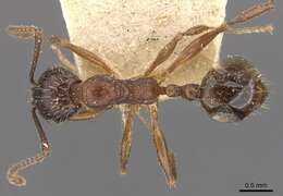 Image of Aphaenogaster subterranea (Latreille 1798)