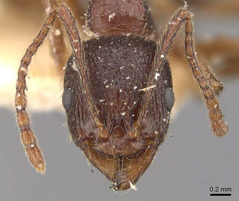 Image of Aphaenogaster subterranea (Latreille 1798)