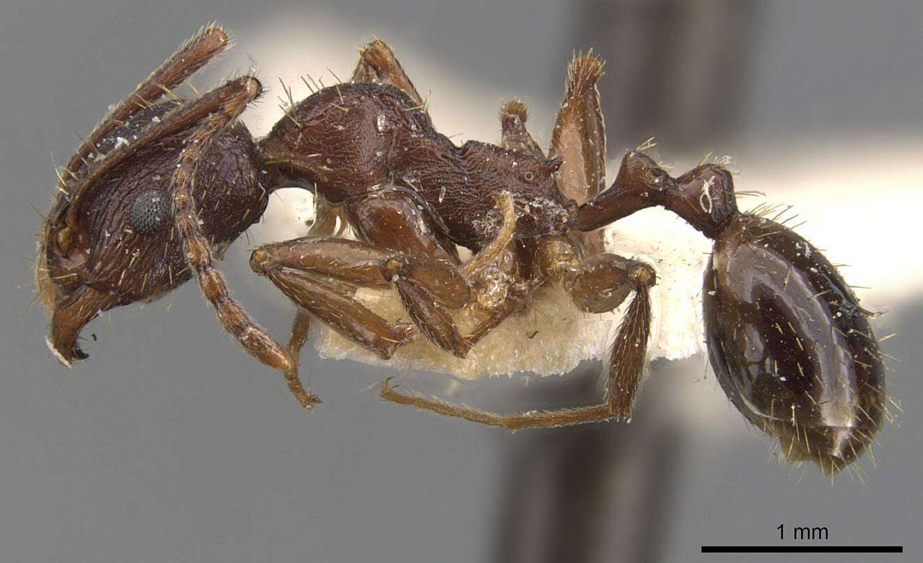 Image of Aphaenogaster subterranea (Latreille 1798)