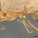 Image of Aphaenogaster kervillei Forel 1910