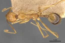 Image de Aphaenogaster kervillei Forel 1910