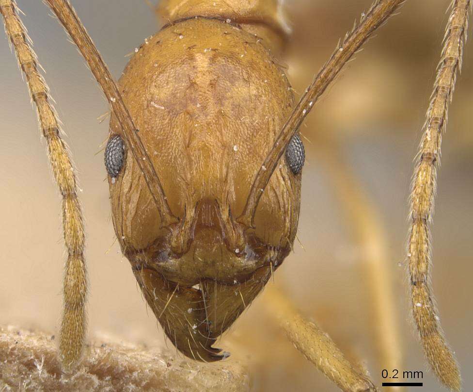 Image de Aphaenogaster kervillei Forel 1910