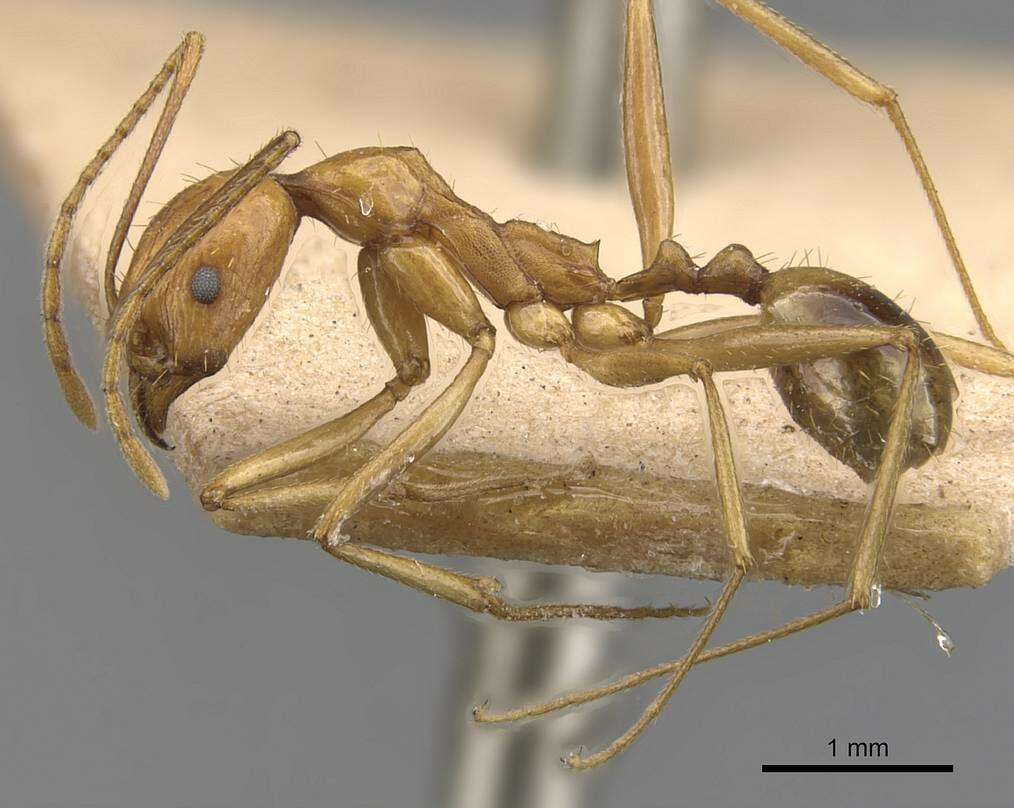 Image de Aphaenogaster kervillei Forel 1910