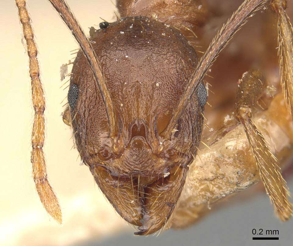 Image of Aphaenogaster muelleriana Wolf 1915