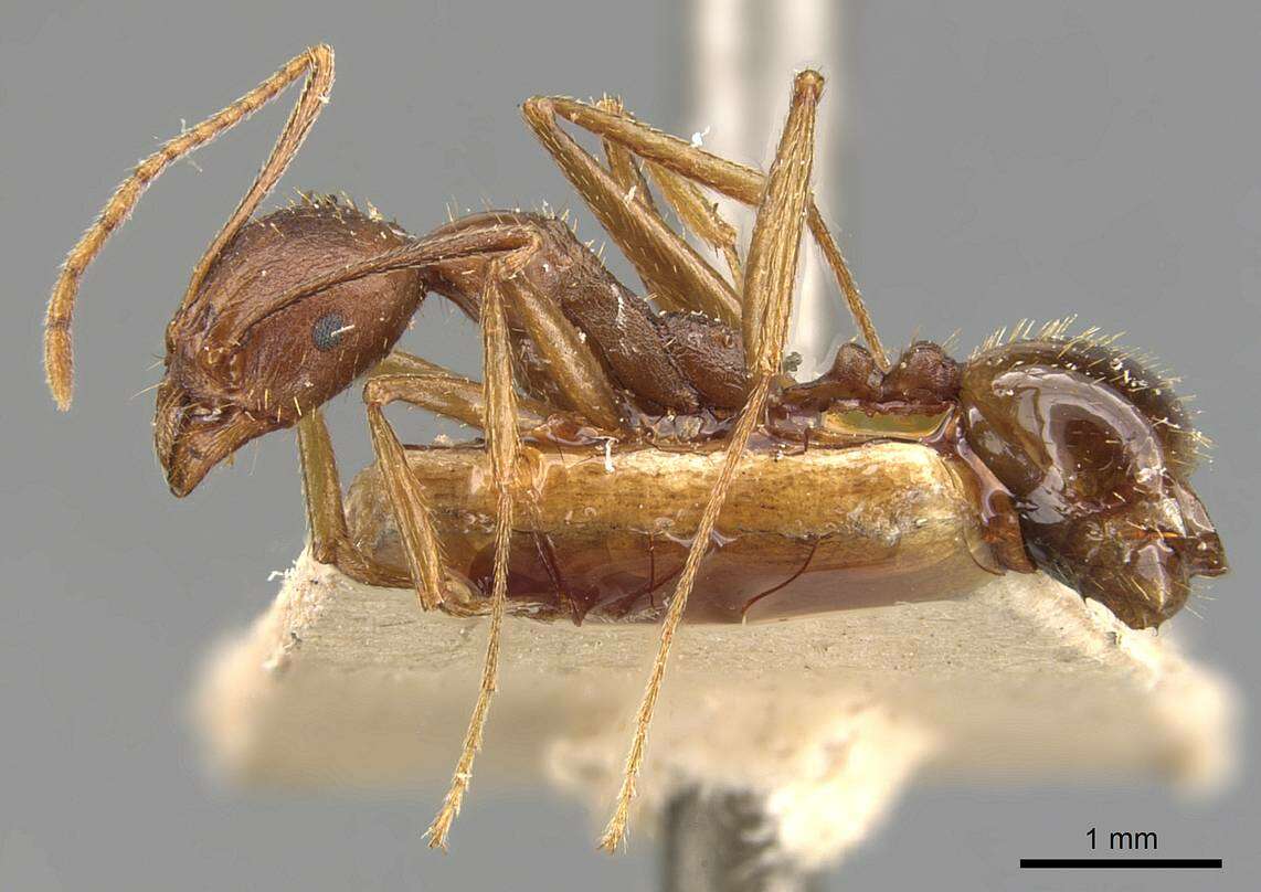 Image of Aphaenogaster muelleriana Wolf 1915