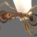 Image of Aphaenogaster lesbica Forel 1913