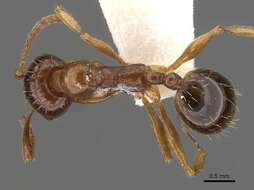 Image of Aphaenogaster lesbica Forel 1913