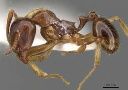 Image of Aphaenogaster lesbica Forel 1913