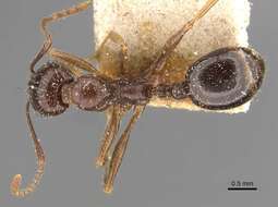 Image de Aphaenogaster patruelis Forel 1886