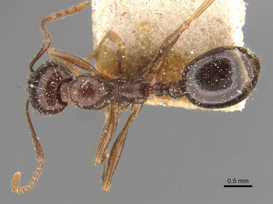 Image of Aphaenogaster patruelis Forel 1886