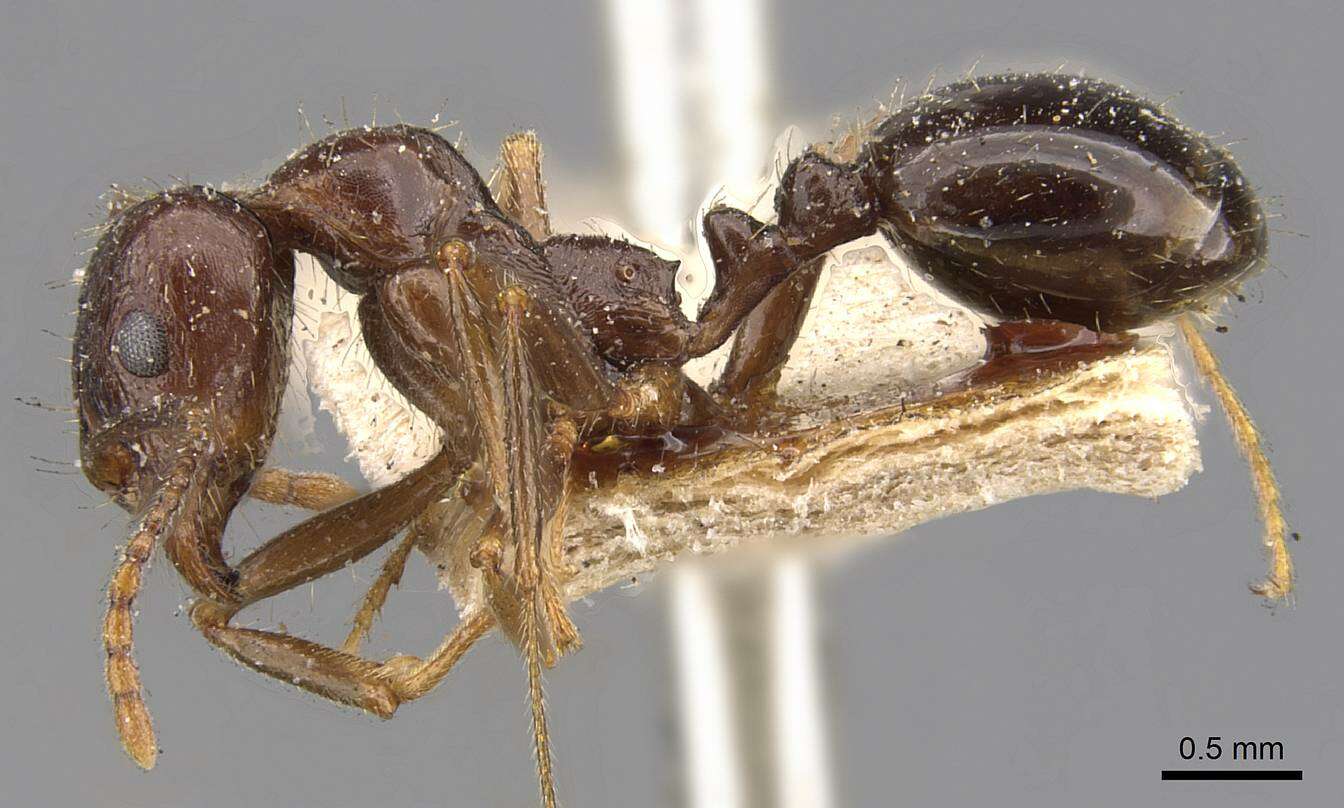 Image de Aphaenogaster patruelis Forel 1886