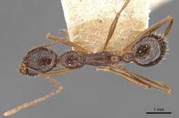Image of Aphaenogaster rothneyi Forel 1902